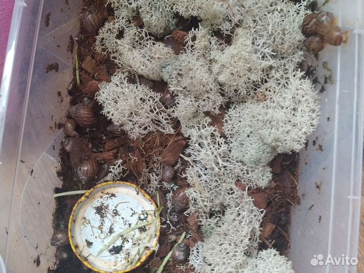 Улитки ахатины ретикулята