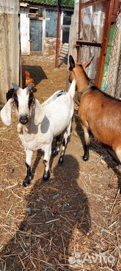 Козы Альпийка и нубийка
