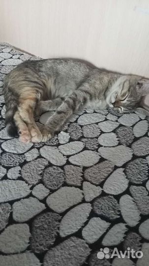 Котенок в добрые руки