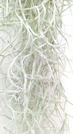 Тилландсия атмосферная уснеевидная