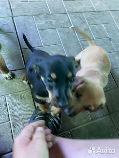 Собака такса