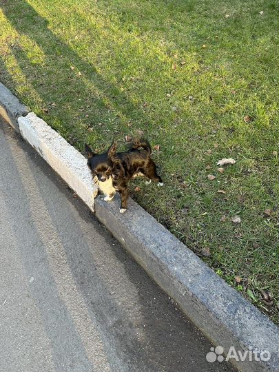 Вязка чихуахуа