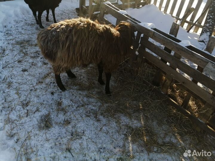 Овцы бараны ягнята