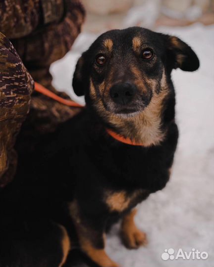 Маленькая собачка в добрые руки