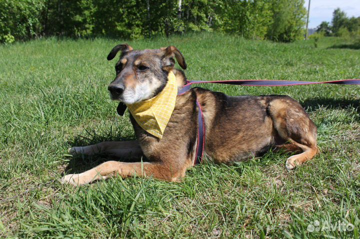 Магда-красотка породы друг ищет дом