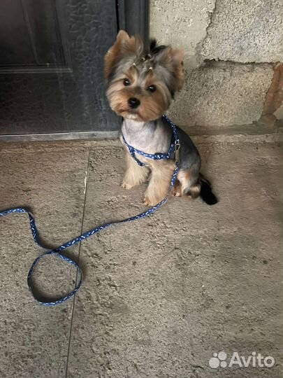 Йоркширский терьер