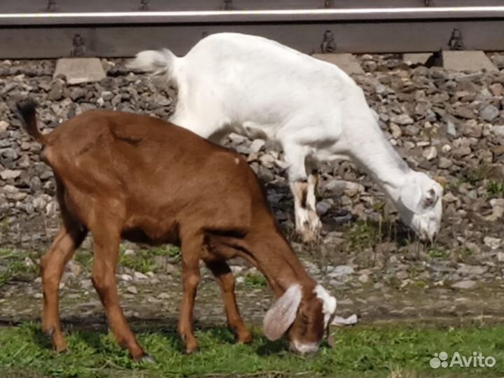 Козы нубийские котные, доиные, козочки