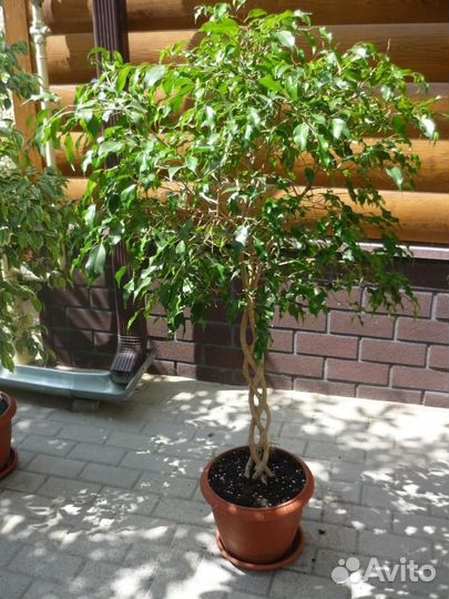 Фикус бенжамина Даниэль, плетеный ствол