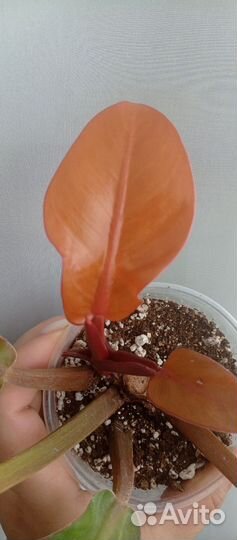 Филодендрон Империал Ред Тиссуэ