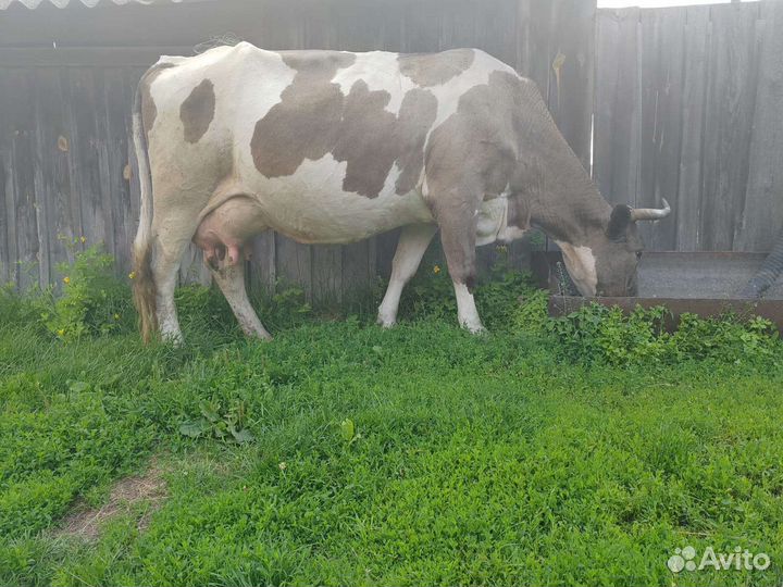 Продам коров