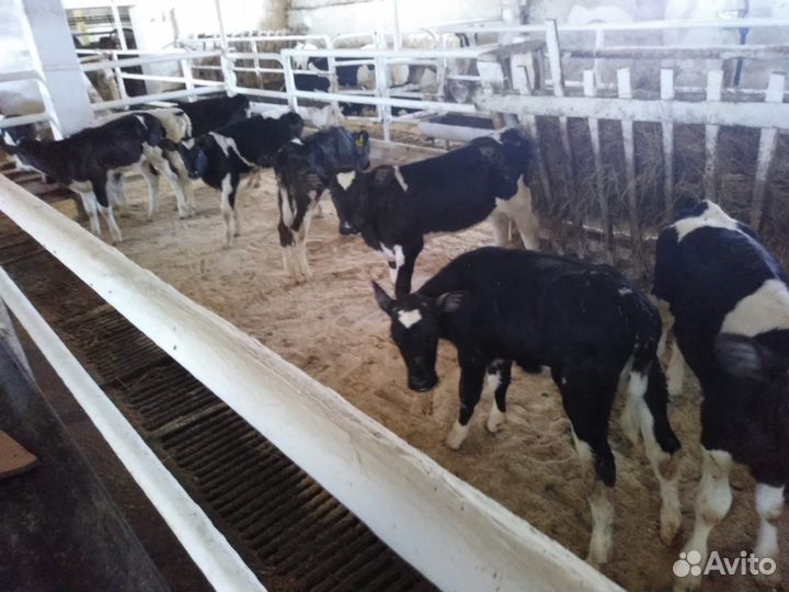 Телята мясные бычки