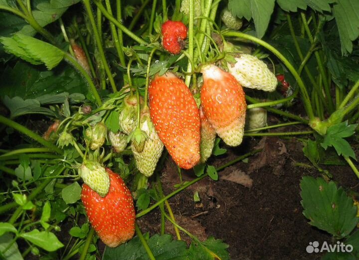 Земляника садовая