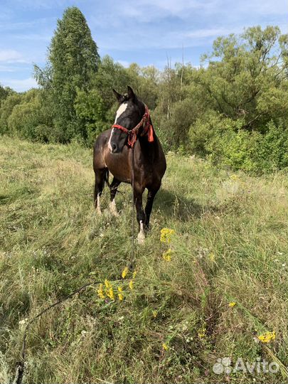 Лошадь кобыла