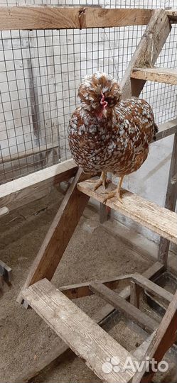 Петухи русской хохлатой и барковской