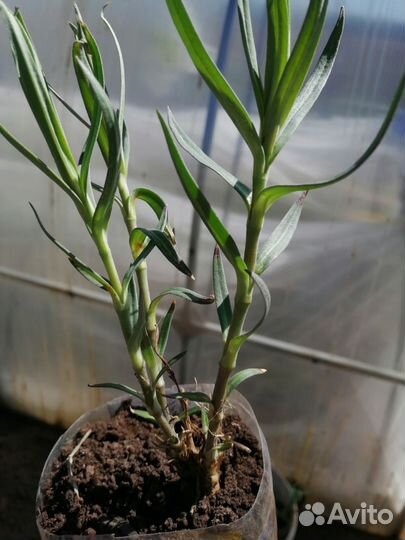 Гипсофила белая зкс