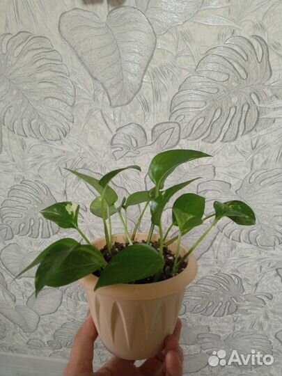 Сциндапсус/эпипремнум золотистый