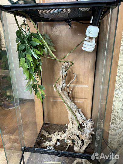 Террариум для хамелеона