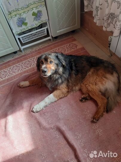 Найдена собака