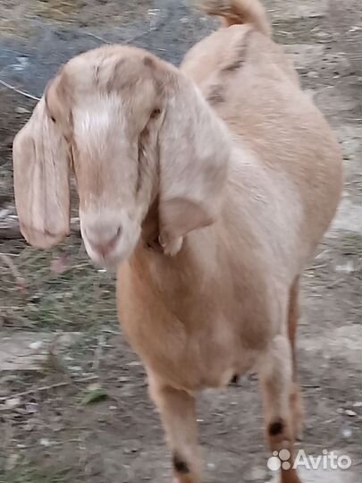 Продам Кози