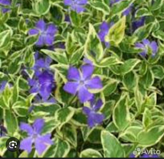 Инжир, цветы