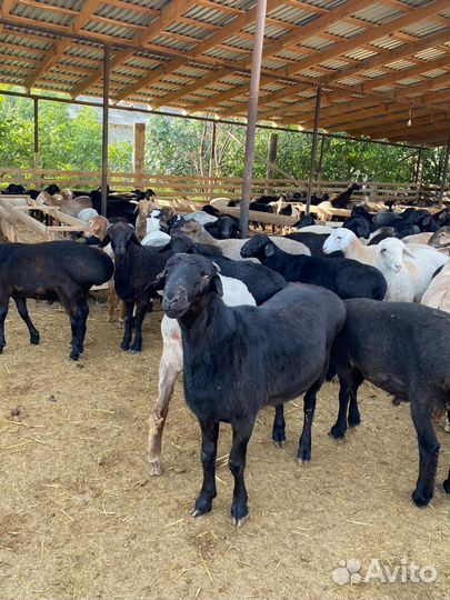 Баранчики ягняты