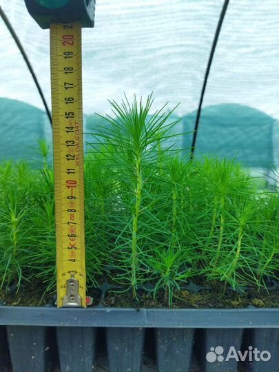 Посадочный материал сосна и ель (окс,зкс)