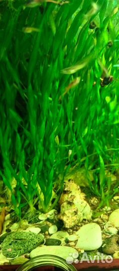 Аквариумные растения