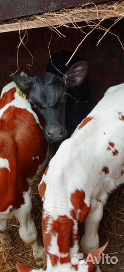 Телята с доставкой в ваш двор