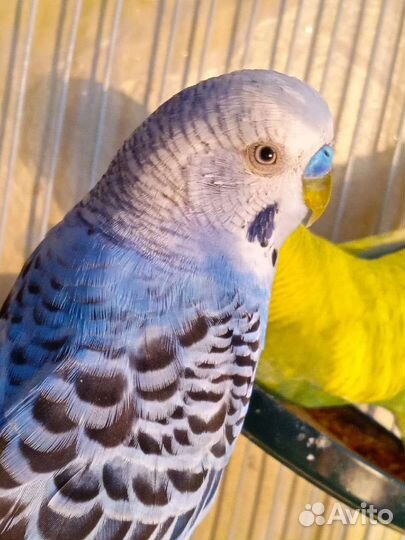 Волнистый попугай ручной