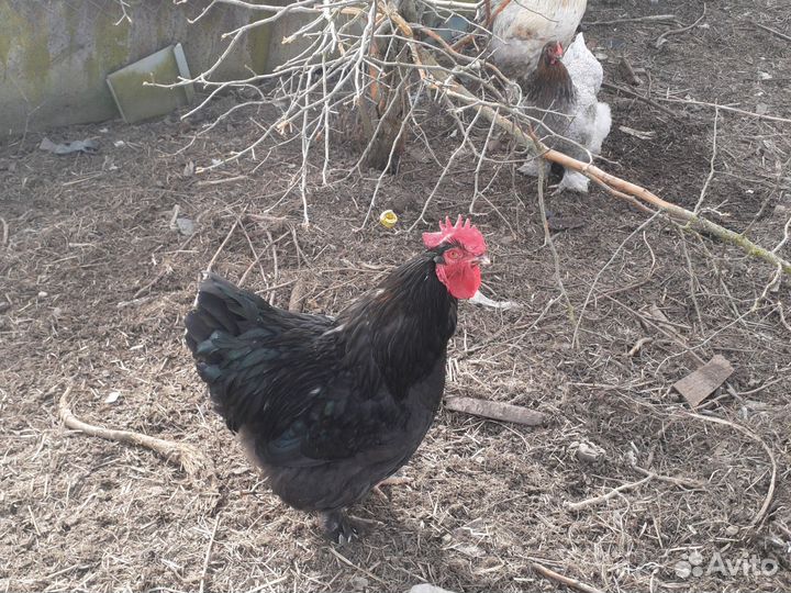 Молодые петухи Кохинхины