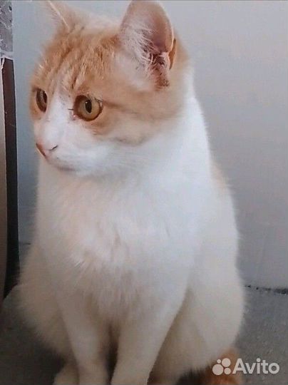 Котик Персик ищет дом