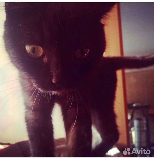 Кошечка Черри
