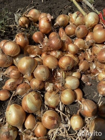 Лук оптом с поля