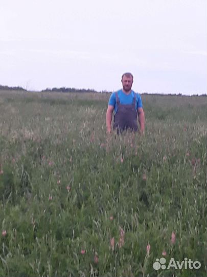 Сено в рулонах