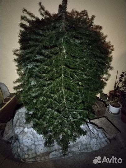 Лапы Пихты банные веники