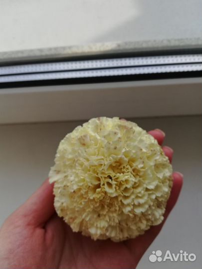 Семена бархатцы(крупные)