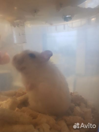 Хамяк сомец