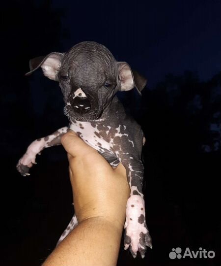 Китайская хохлатая голая