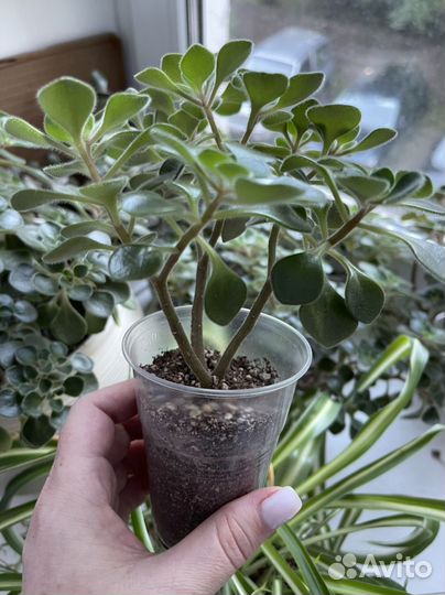 Аихризон (дерево любви)