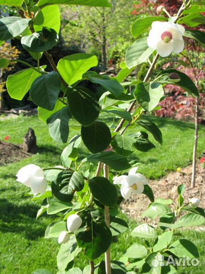 Магнолия Зибольда