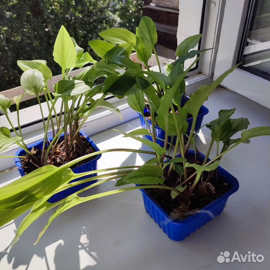 Дримиопсис