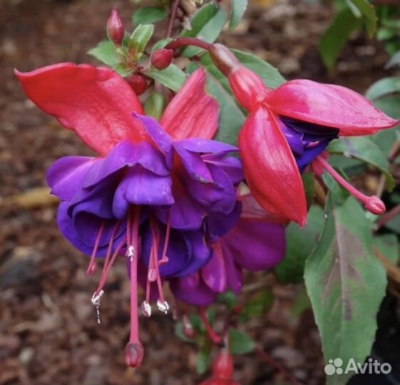 Фуксия Анабель, Хайди Энн