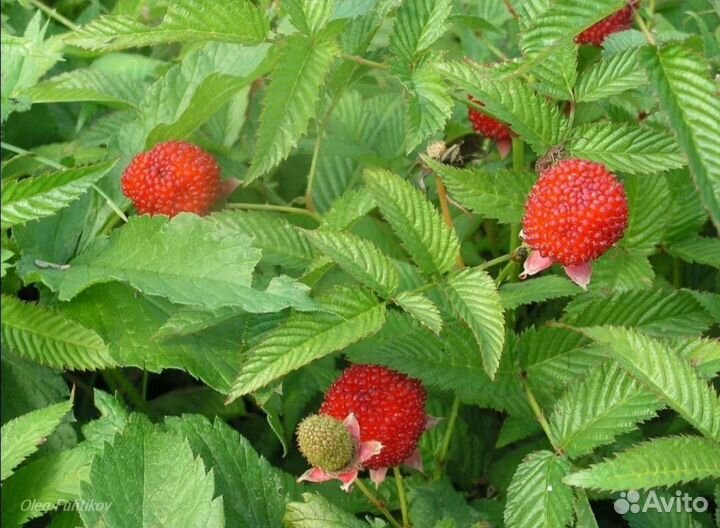 Княженика гибридная, тебетская малина