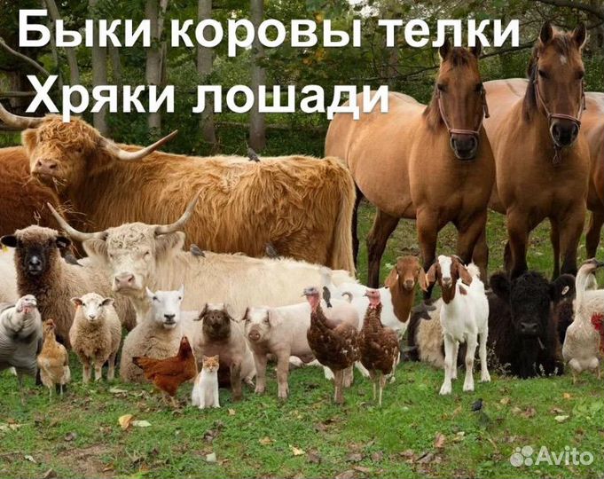 Коровы быки телки