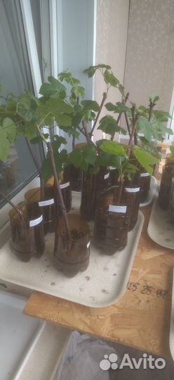 Саженцы винограда Изабелла, Столовый