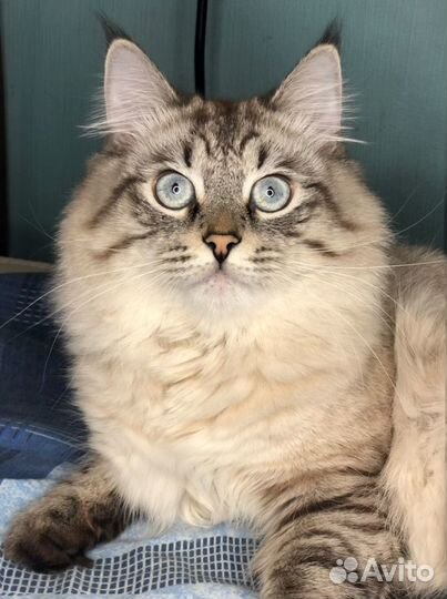 Кот на вязку