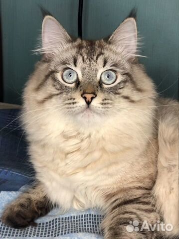 Кот на вязку