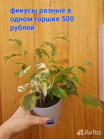 Продам фикусы