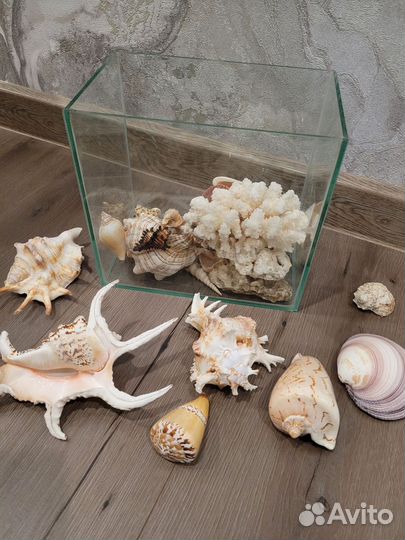 Морские ракушки раковины