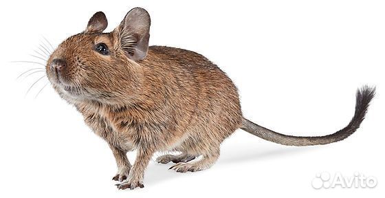 Чилийская белка дегу